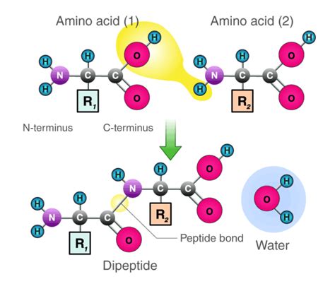 Peptide Bond - Definition, Formation, Structure, Examples