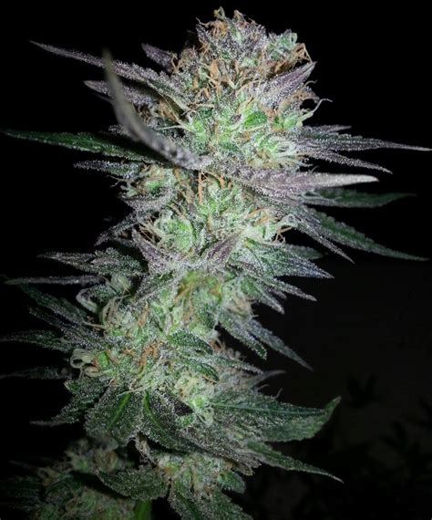 Girl Scout Cookies Cannabis Seeds Feminized