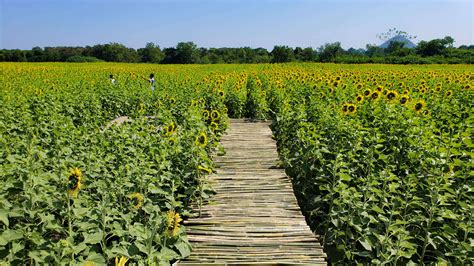 Khao Chin Lae Sunflower Fields in Lopburi [Updated 2020] - It's better ...