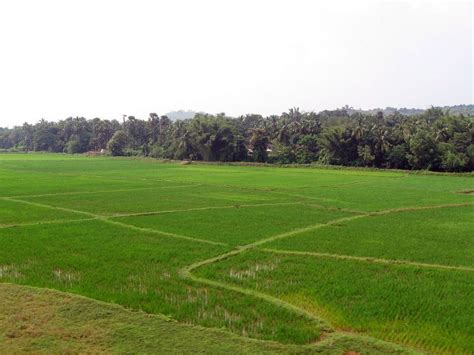 A few interesting facts about Kuttanad – The land of backwaters and paddy fields – My Words ...