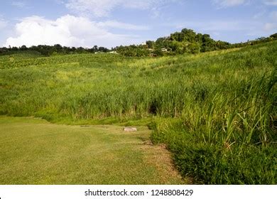 Sugar Cane Plantation Stock Photo 1248808429 | Shutterstock