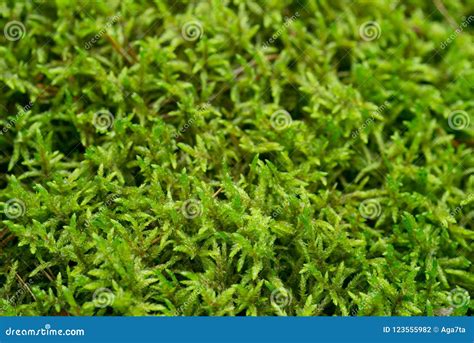 Moss Background Texture Macro Stock Photo - Image of macro, closeup ...