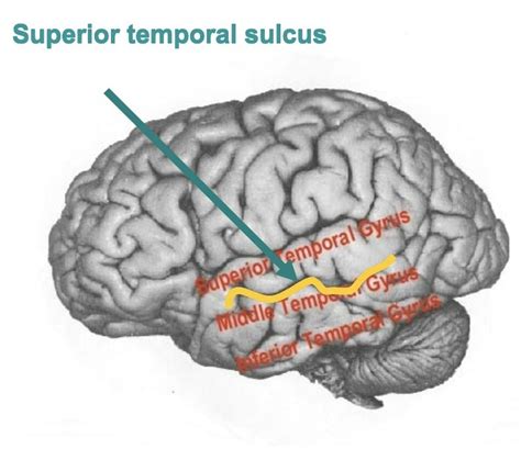 neuropsychology: exam 2 lecture 17 (temporal lobe & functions) Diagram | Quizlet