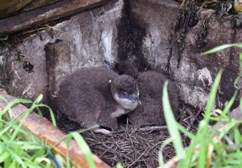 Phillip Island Penguin Parade Livestream