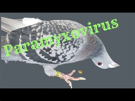 Understanding Pigeon Paramyxovirus Symptoms And Treatment