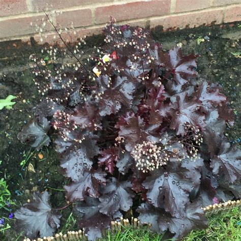 Heuchera 'Black Beauty', Alumroot 'Black Beauty' in GardenTags plant ...