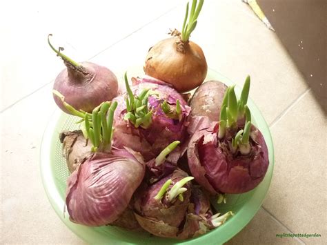 My Little Potted Garden: Harvest Spring Onions, The Express Way!