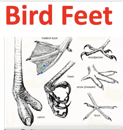 BIRD FEET | Lesson Plan