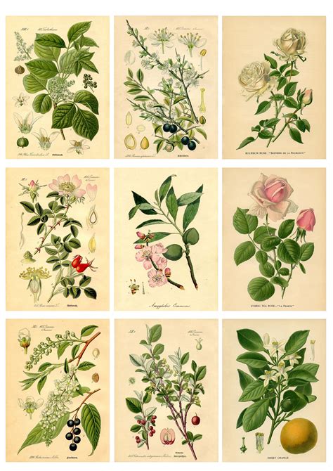 Printable Vintage Botanical Prints