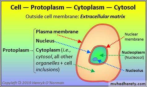 Protoplasm pptx - D. Mohammed - Muhadharaty