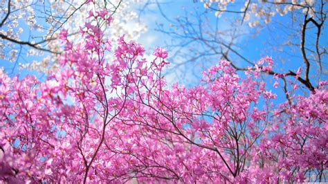 Download Branch Cherry Blossom Pink Flower Nature Blossom 4k Ultra HD Wallpaper