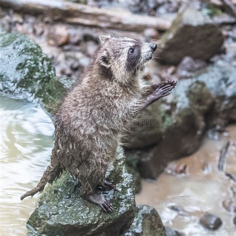 Common raccoon stock image. Image of coon, cute, dirty - 130899087