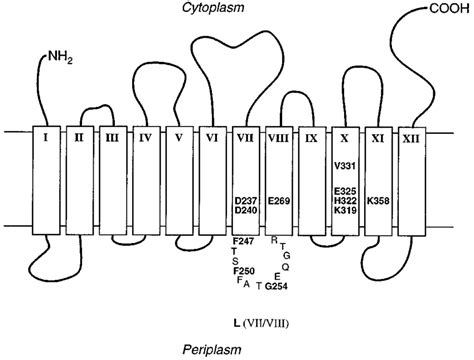 Model of the secondary structure of the lactose permease (Kaback et... | Download Scientific Diagram