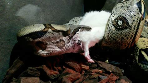 Feeding baby Boa Constrictor - YouTube