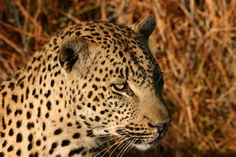File:African Leopard Chitwa South Africa Luca Galuzzi 2004.JPG - Wikipedia