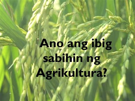 Suliranin Sa Sektor Ng Agrikultura