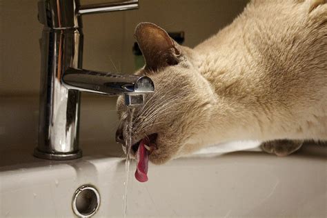 Why Do Cats Like Running Water? | PawTracks