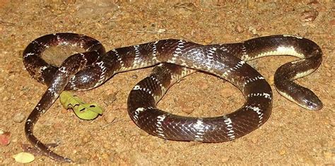 Indigenous Snake-venom Tappers Lose Livelihoods in India | Earth ...