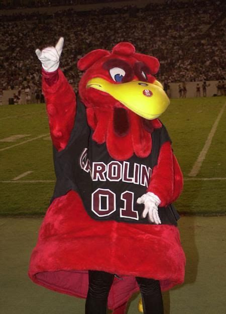 Cocky..best mascot EVER! | Carolina gamecocks, South carolina gamecocks ...