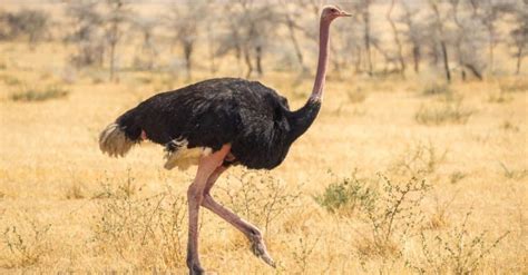 Ostrich Animal Pictures | A-Z Animals