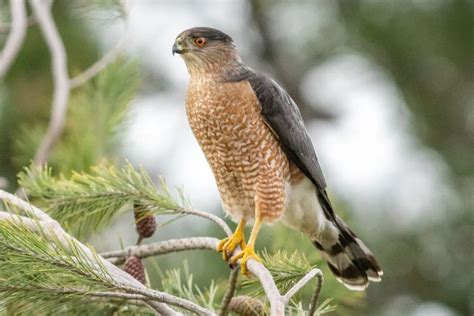 Hawks In Texas: Our Top 15 Lords-Of-The-Skies Species Guide