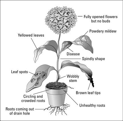 Checking for Disease/Distress When Buying Houseplants - dummies