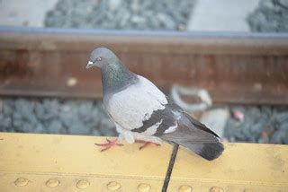 FR CV 1-15-17 1 | A Feathered Rat (AKA: Rock Pigeon, Rock Do… | Flickr