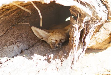 Sleepy fennec fox | VirtualWolf | Flickr