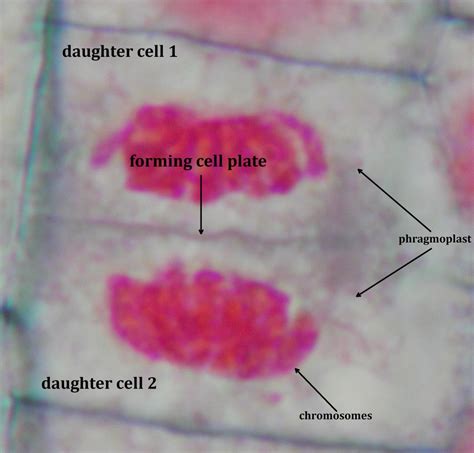 Bio Geo Nerd: Mitosis