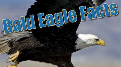 Bald Eagle Facts For Kids - Information, Pictures And More