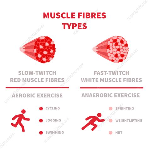 Muscle fibre types, illustration - Stock Image - F038/6161 - Science Photo Library