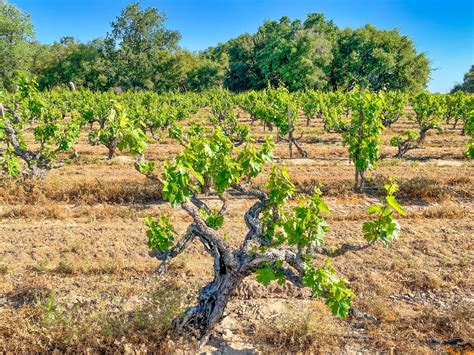 Tasting California's Ancient Vines: Lodi's Heritage Vineyards : Vinography