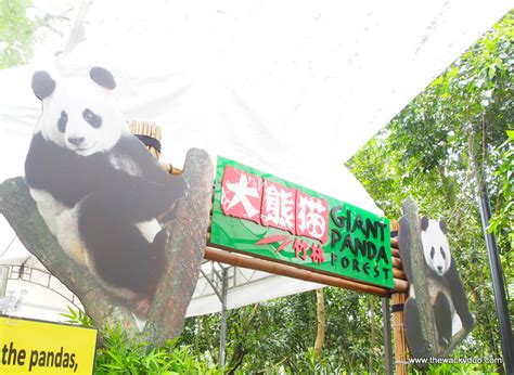 Giant Pandas @ Singapore Zoo : Kai Kai and Jia Jia - TheWackyDuo.com ...