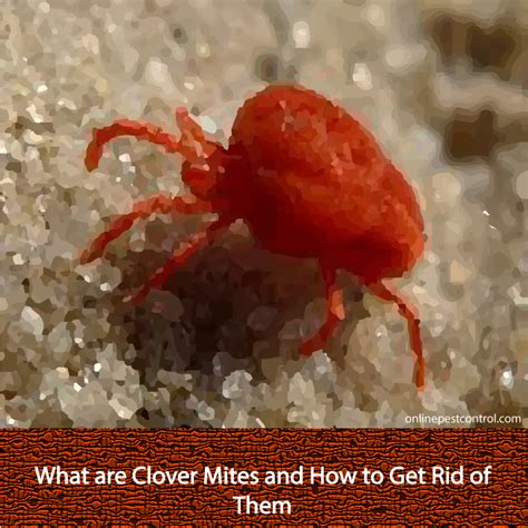 What are Clover Mites and How to Get Rid of Them - Online Pest Control