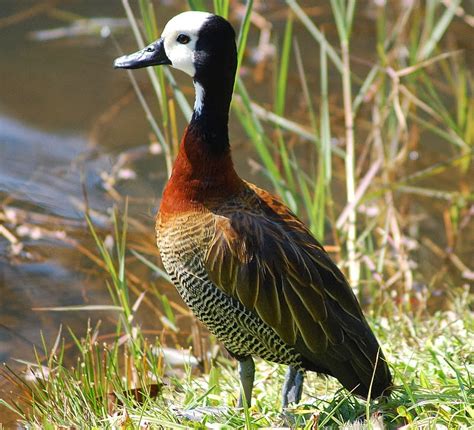 White Faced Whistling Duck - Pets