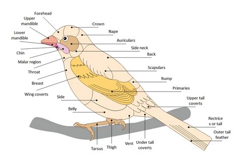 Bird Labelled Diagram
