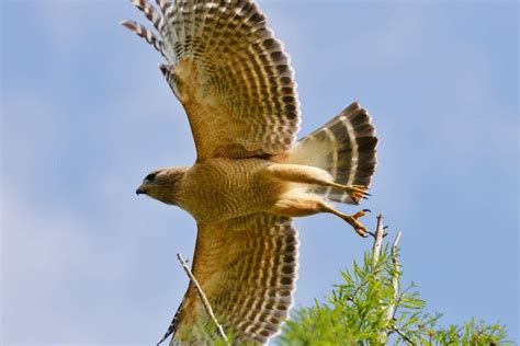 Hawks In Connecticut: 8 Majestic Bird Species In New England - Love The ...