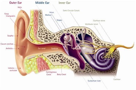 The Anatomy of the Human Ear (The Inner Ear) | Health Life Media