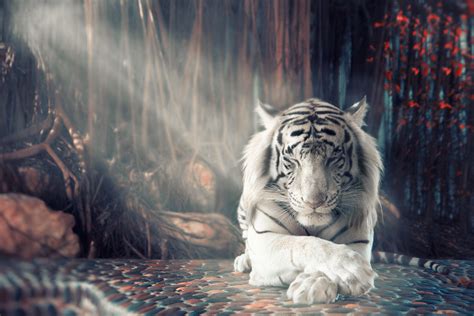 White Tiger Dreamy, HD Animals, 4k Wallpapers, Images, Backgrounds, Photos and Pictures