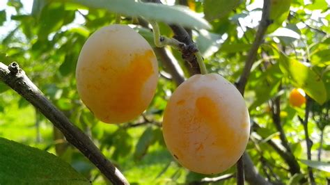 Free picture: two, yellow, organically grown, plums, tree, plum, orchard
