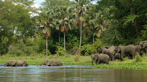 Malawi Wildlife Safari in Liwonde National Park