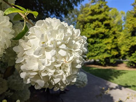 Free picture: hydrangea, white flower, shrub, garden, leaf, plant ...