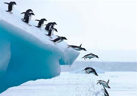 Penguins and Icebergs - John Q. Public