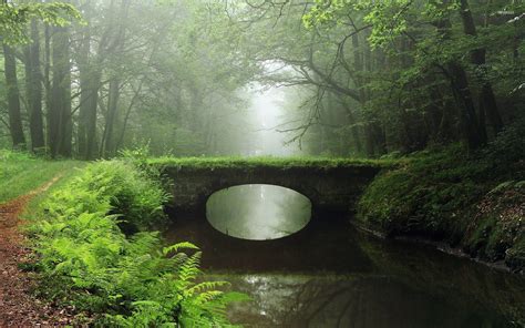 Overgrown bridge in the foggy woods wallpaper - Nature wallpapers - #25807