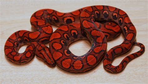 Brazilian Rainbow Boas for sale