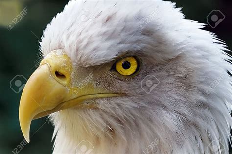 Extreme Close Up of Face of American Bald Eagle with Glowing Yellow Eyes Stock Photo - | Bald ...