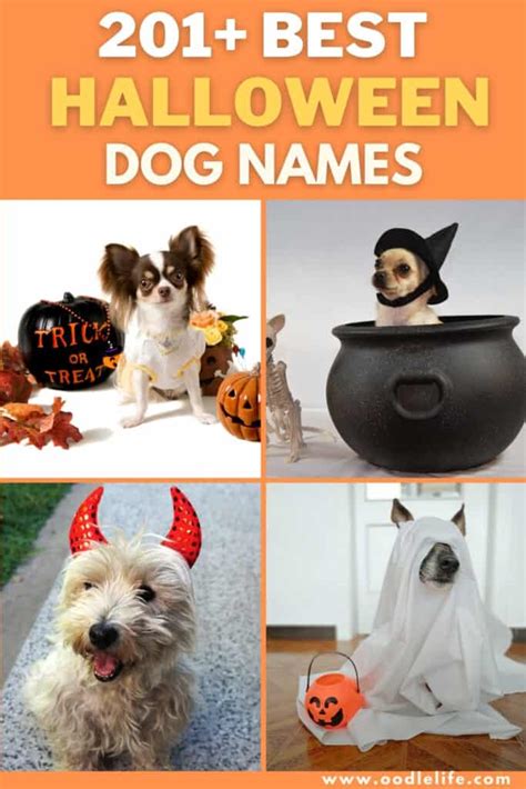 201+ Best Halloween Names For Dogs (Actually Good) - Oodle Life