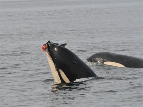 96 The Southern Resident Killer Whale Population is Dying, Elizabeth M Batt, Ocean Preservation