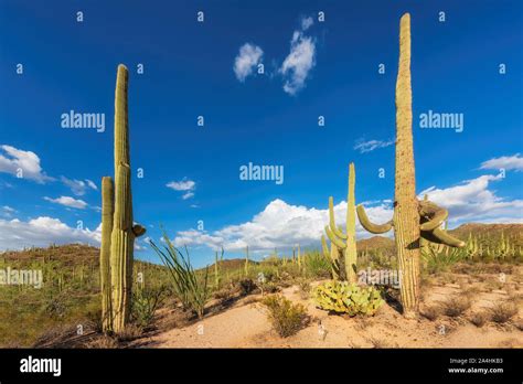 Sunset at giant Saguaro cactus Stock Photo - Alamy