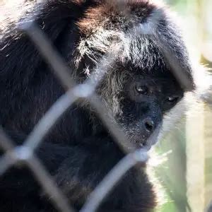 Black-Headed Spider Monkey - Facts, Diet, Habitat & Pictures on ...